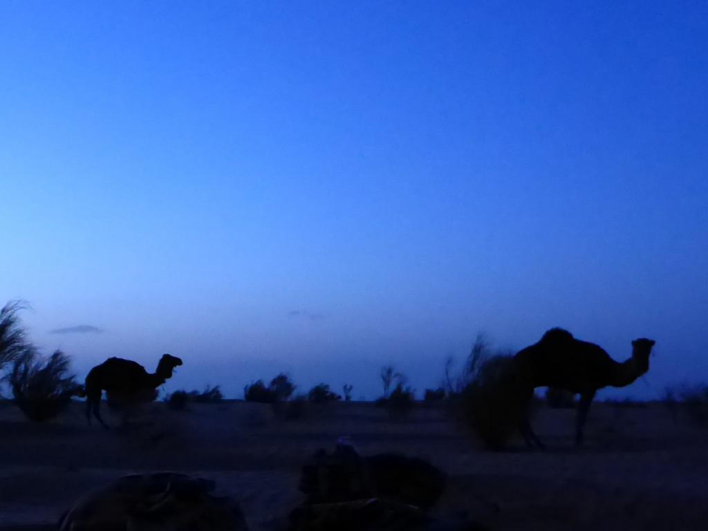 2016 Tunesien 2_24.jpeg