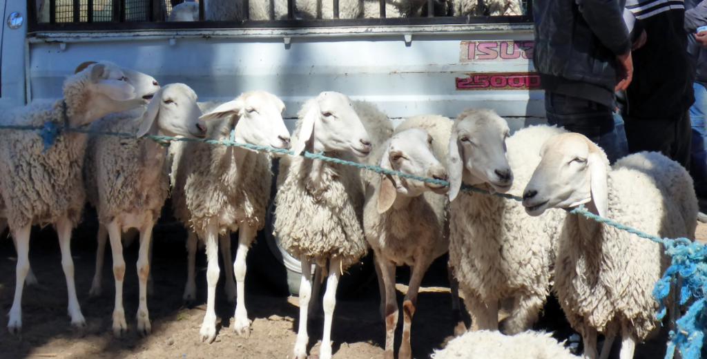 2016 Tunesien 3_3.jpeg