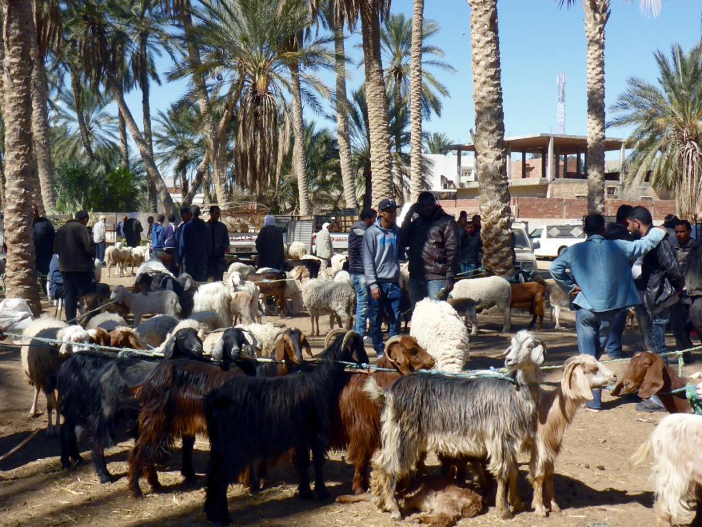 2016 Tunesien 3_4.jpeg