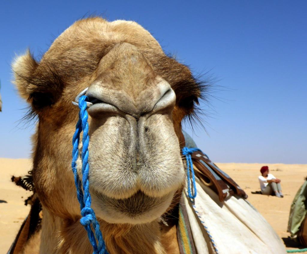 2016 Tunesien 3_14.jpeg