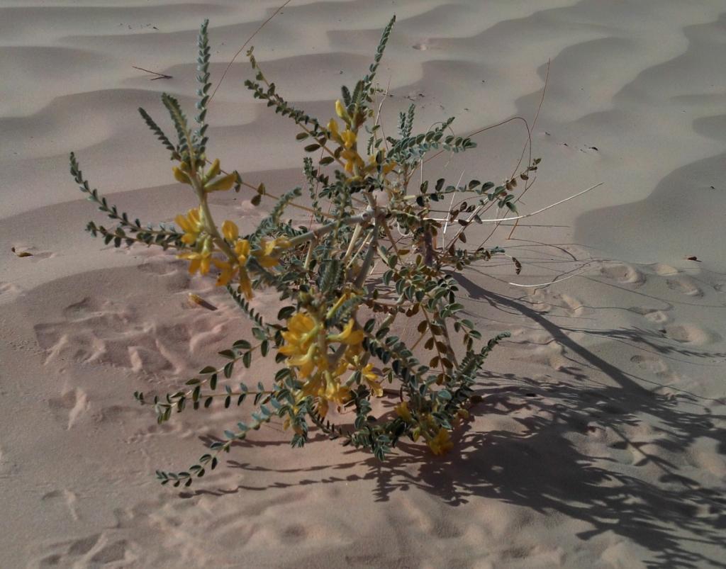 2016 Tunesien 3_24.jpeg