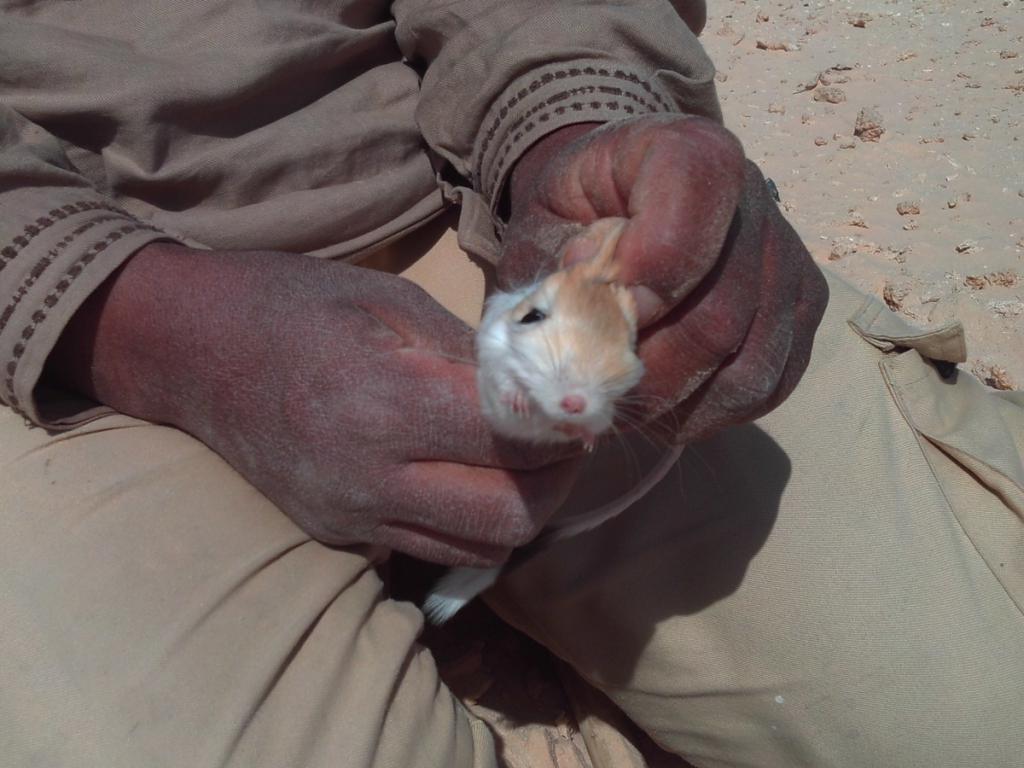 2016 Tunesien 3_31.jpeg