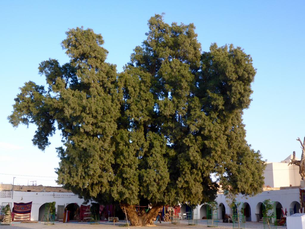 2017 Tunesien 1_18.jpeg