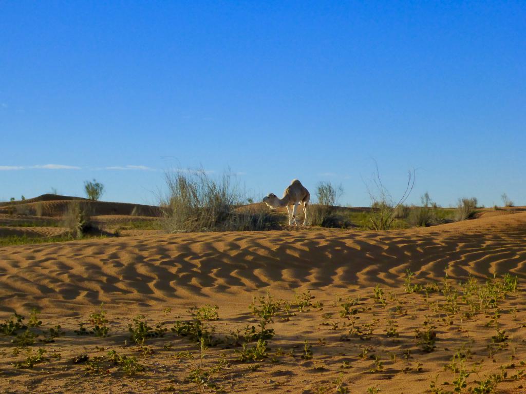 2017 Tunesien 3_1.jpeg