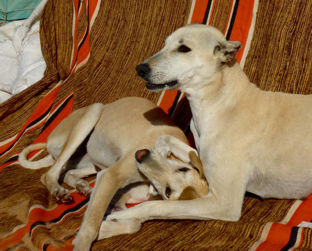 2017 Tunesien 3_2.jpeg