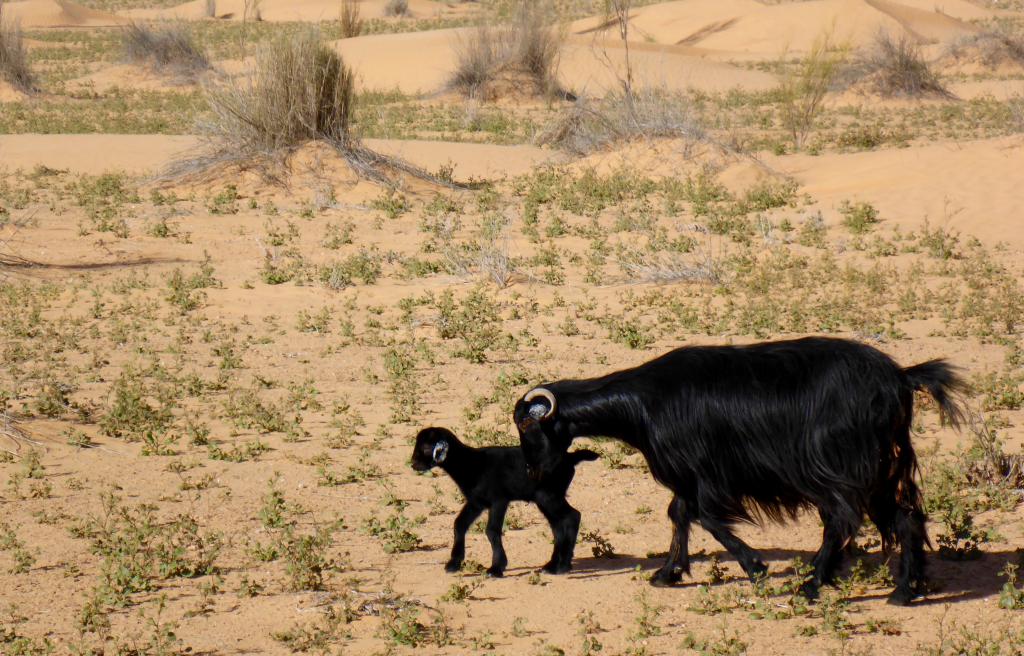 2017 Tunesien 3_3.jpeg