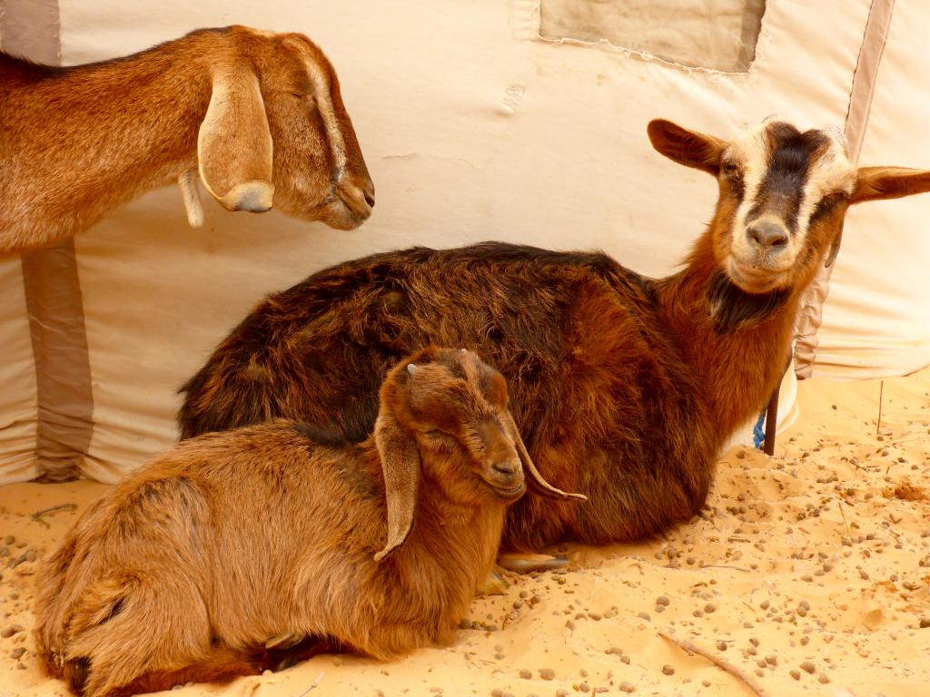 2017 Tunesien 3_4.jpeg