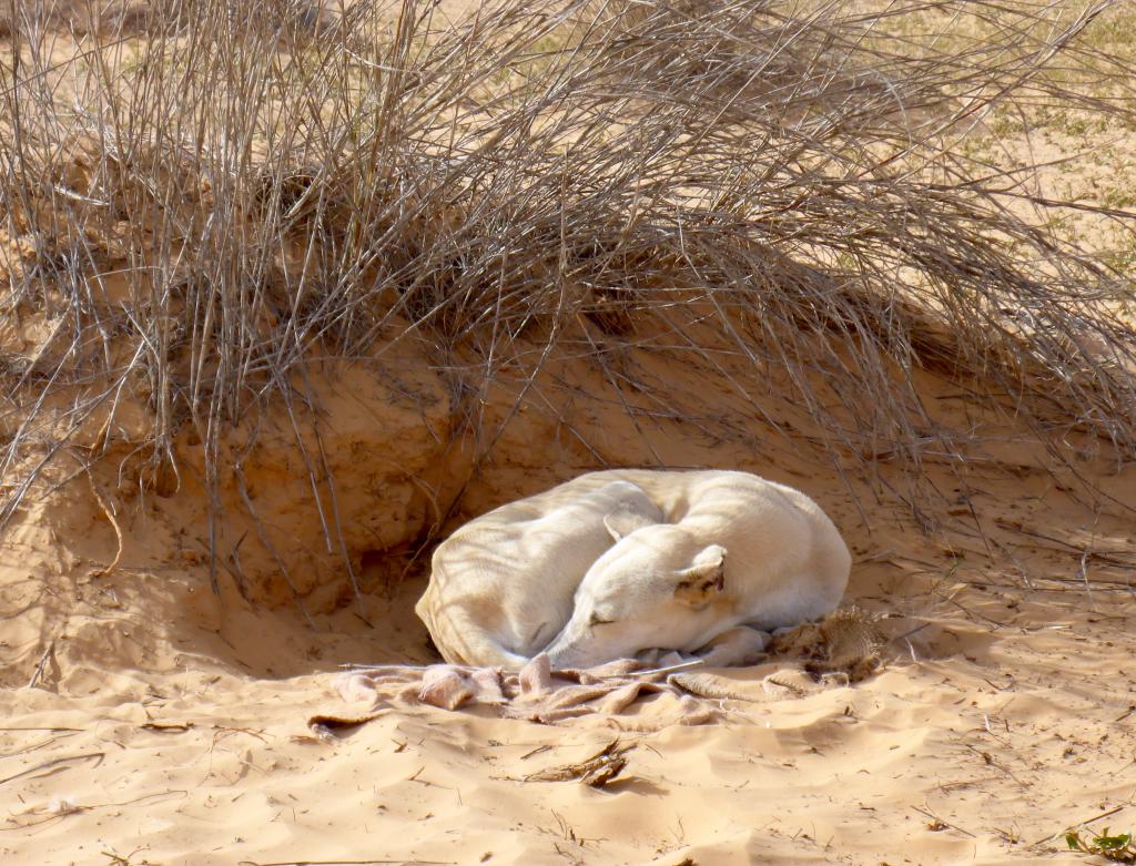 2017 Tunesien 3_5.jpeg