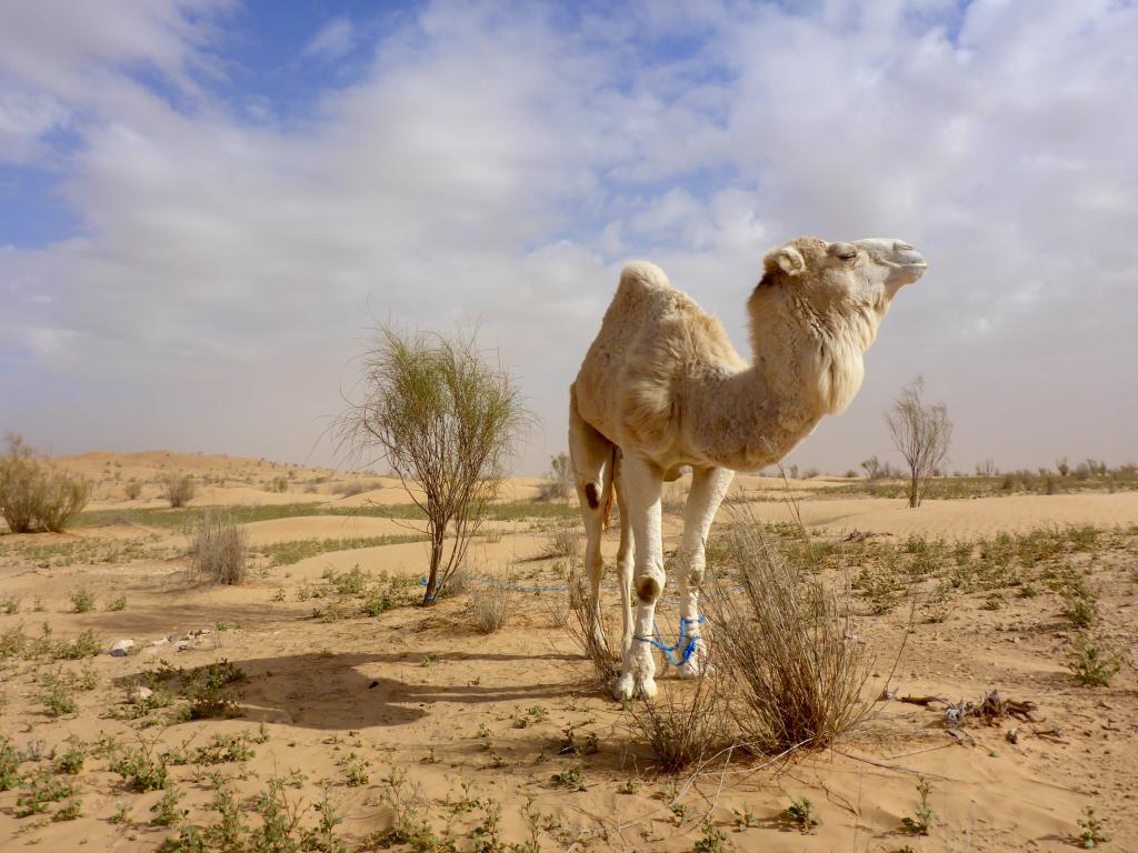 2017 Tunesien 3_6.jpeg