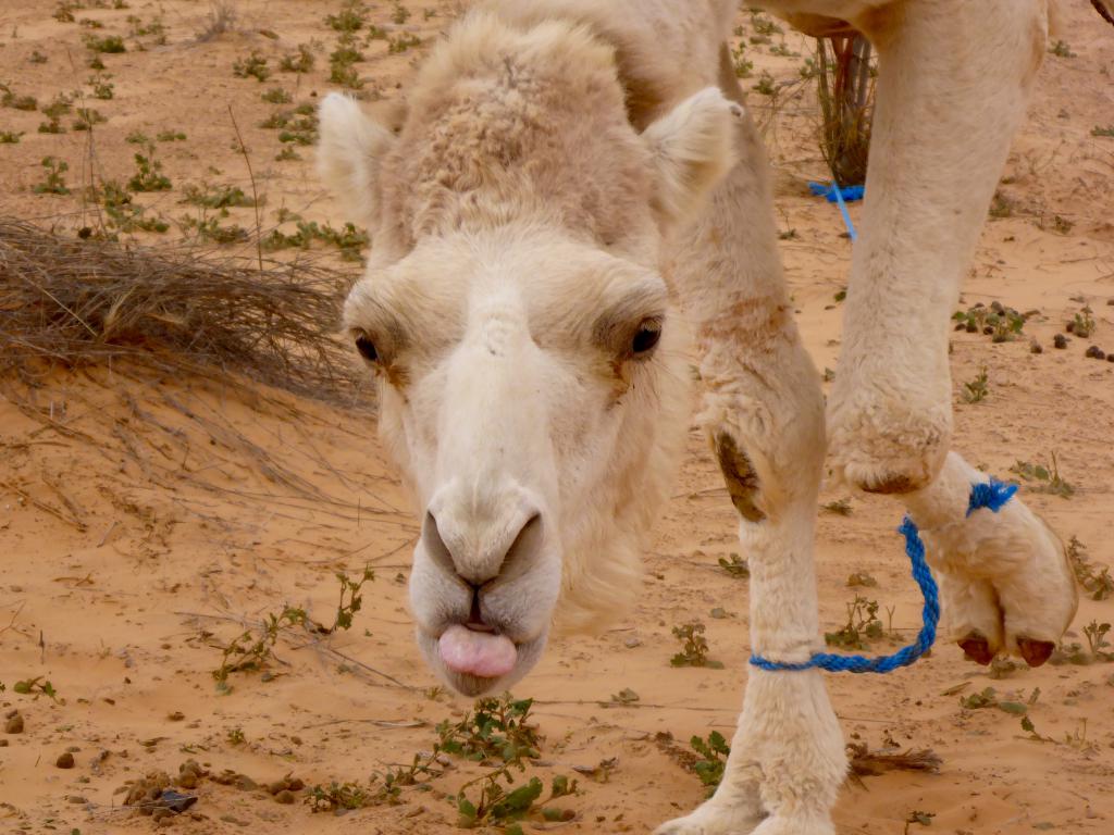 2017 Tunesien 3_7.jpeg