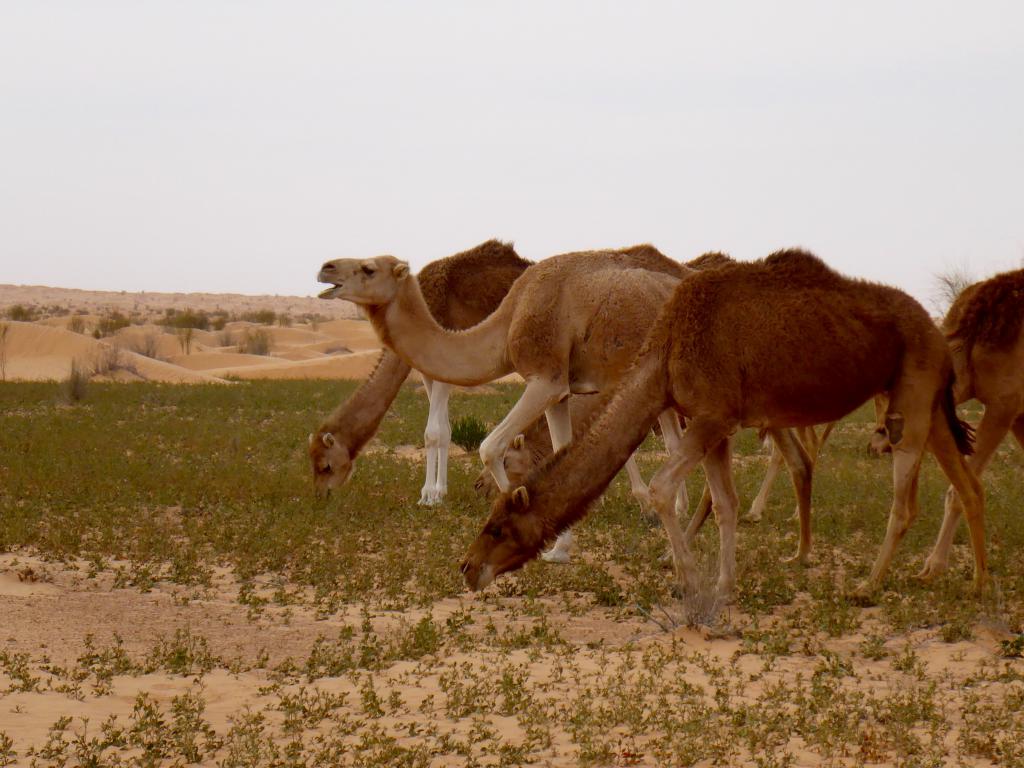 2017 Tunesien 5_6.jpeg