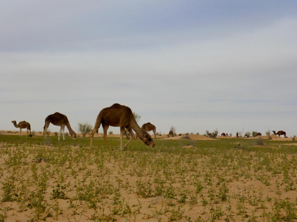 2017 Tunesien 5_7.jpeg