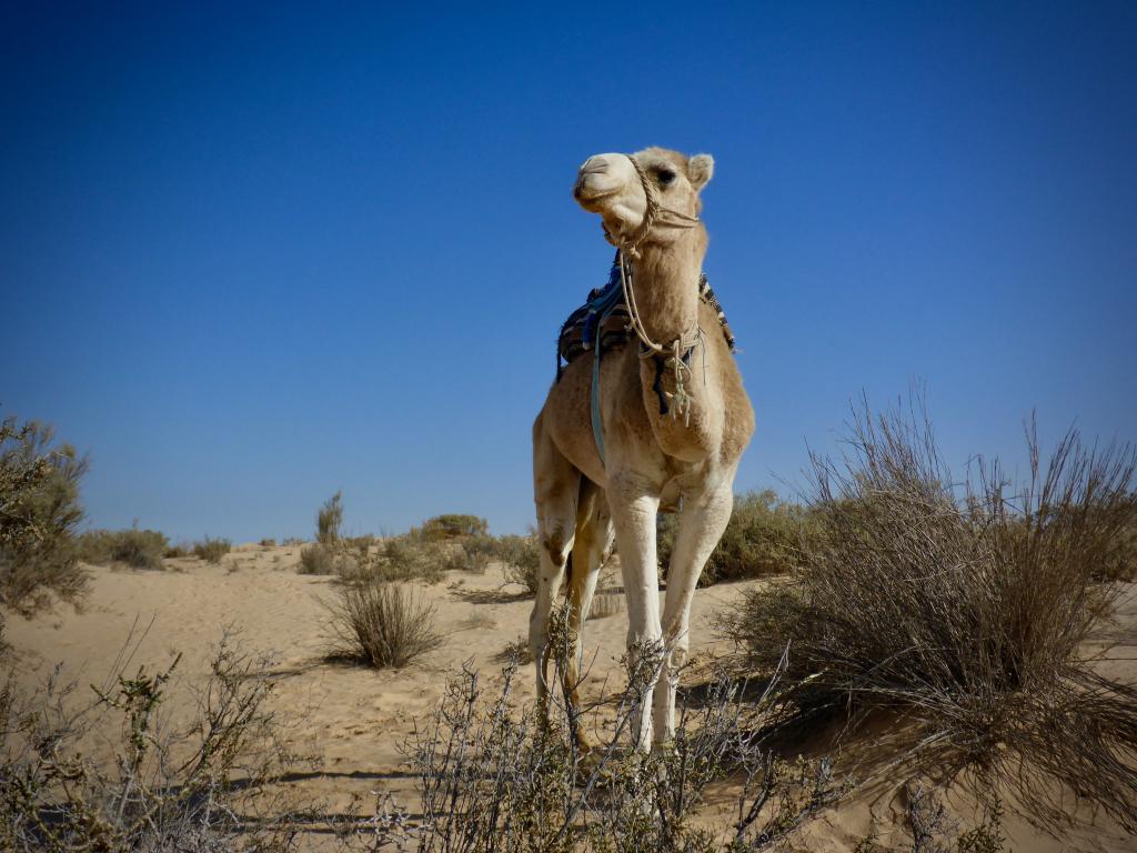 2020 Tunesien 1_1.jpeg