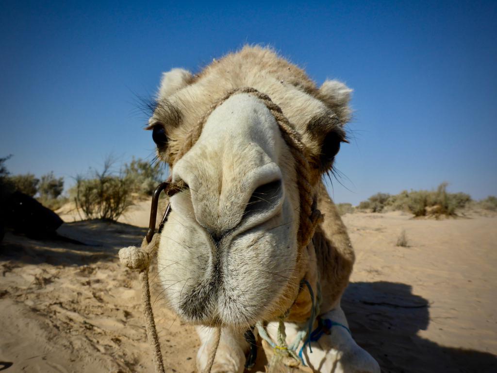 2020 Tunesien 1_2.jpeg