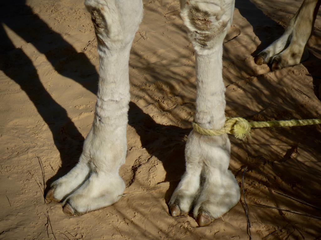 2020 Tunesien 1_3.jpeg