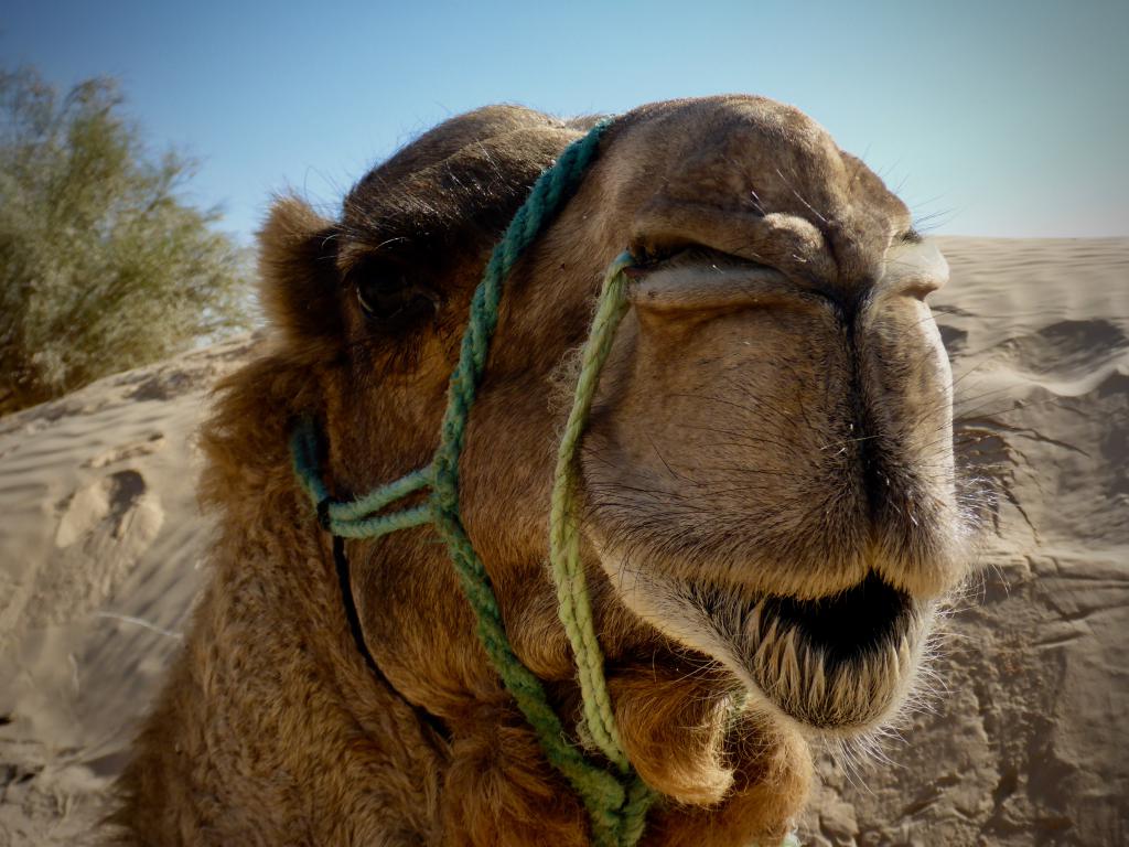 2020 Tunesien 1_19.jpeg