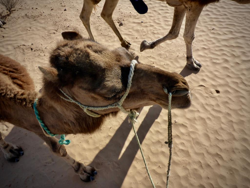 2020 Tunesien 1_24.jpeg