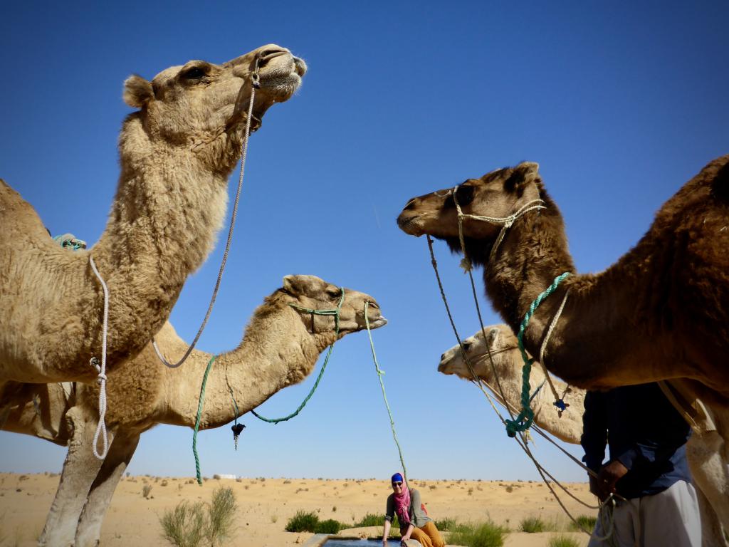 2020 Tunesien 1_29.jpeg