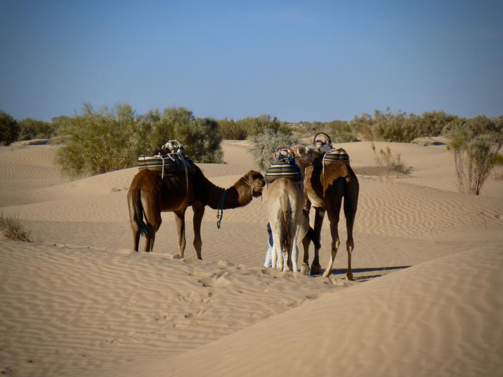 2020 Tunesien 2_2.jpeg