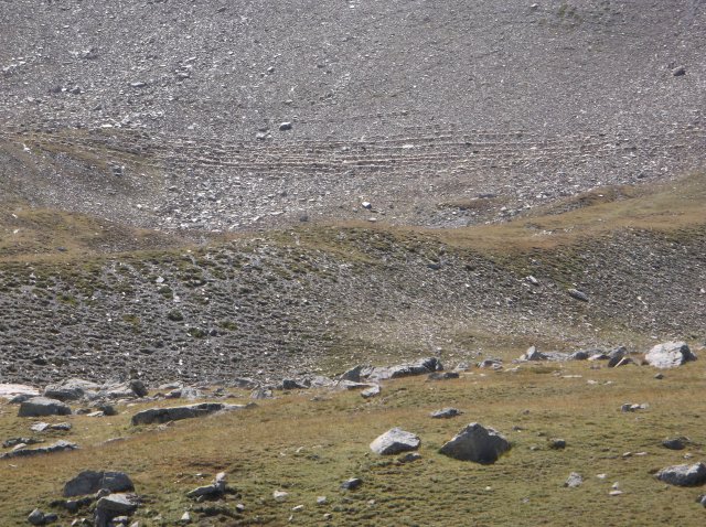 Schafherde am steilen Berghang