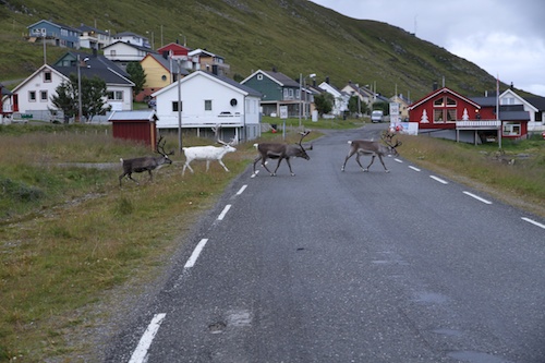 Wildwechsel in Skarsvag