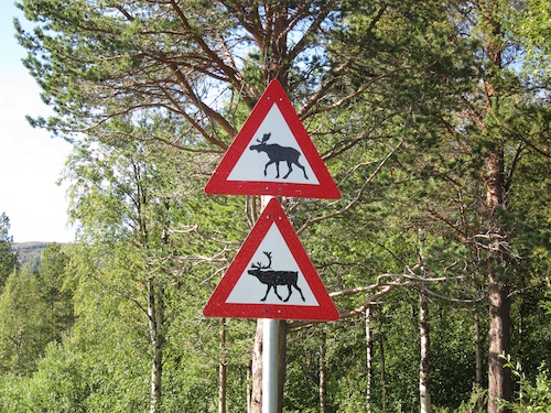 Am Anfang haben wir noch über die Schilder geschmunzelt - nach dem ersten Elchwechsel nicht mehr...