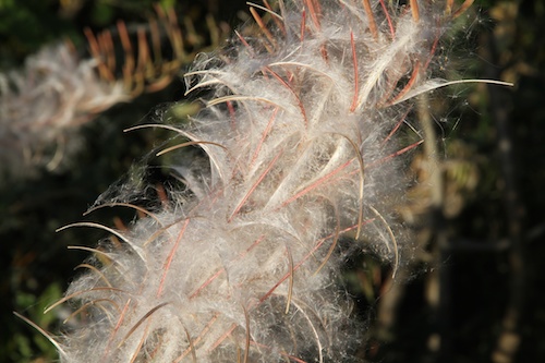 Das wächst hier überall...