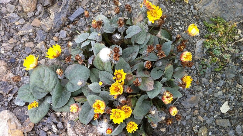07 Blumen auf dem Bonette_1200.jpg